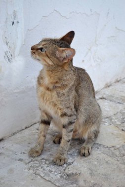 Bir yere oturup kahverengi yerli kedi.