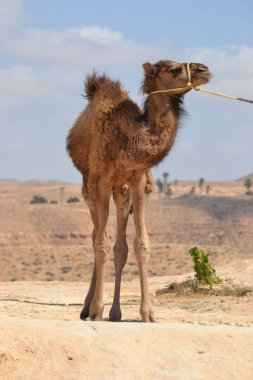 Genç deve, Tunus, Afrika