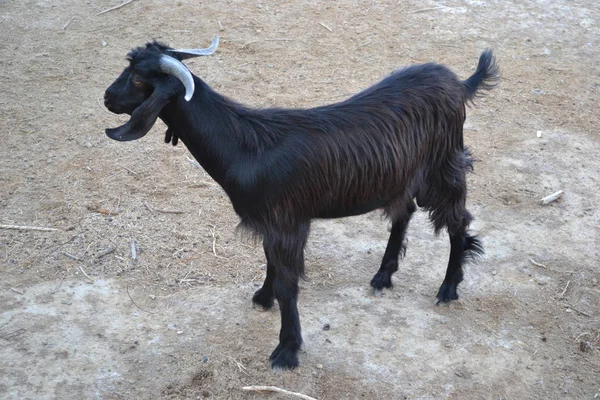 Black goat with horns