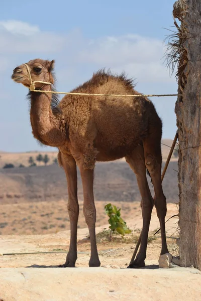 Young Camel Tunisia Africa — Stock Photo, Image