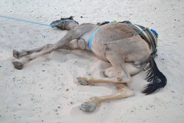 Chameau Reposant Sur Sable — Photo