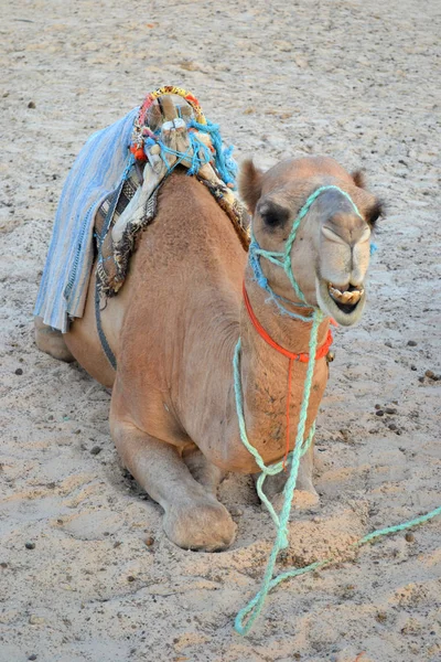 Camel Desert — Stock Photo, Image