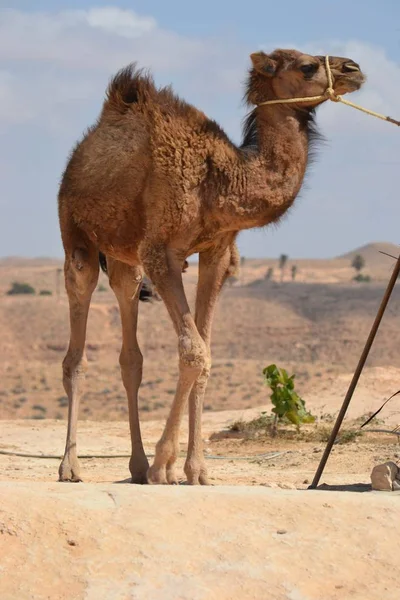 Молодий Верблюд Туніс Африка — стокове фото