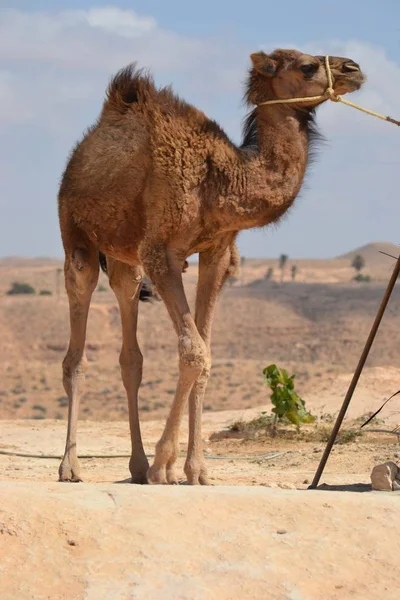 Junges Kamel Thunfisch Afrika — Stockfoto