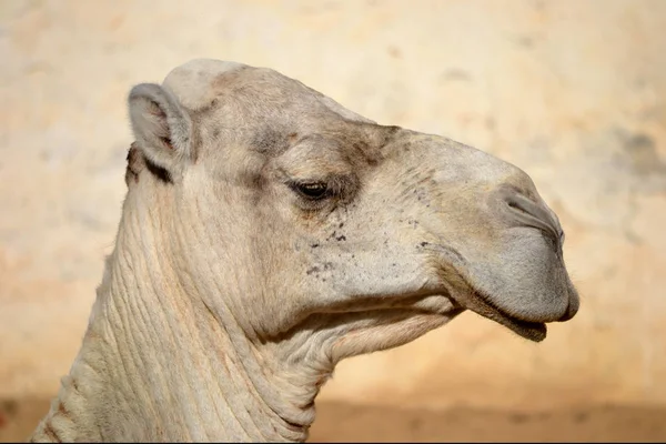 Παλιά Camel Τυνησία Αφρική — Φωτογραφία Αρχείου