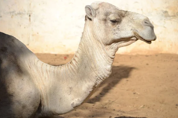 Παλιά Camel Τυνησία Αφρική — Φωτογραφία Αρχείου