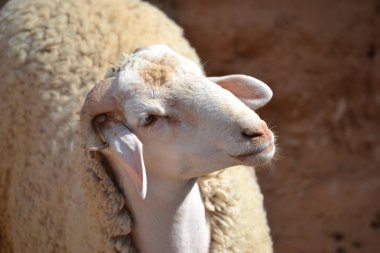 Beyaz koyun - çiftlik hayvanı