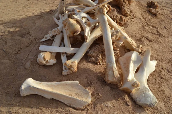 Çeşitli hayvan kemikleri - ölüm