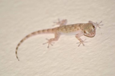 Bir duvarda yürüyen kertenkele