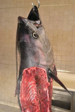 Ham ton balığı asılı