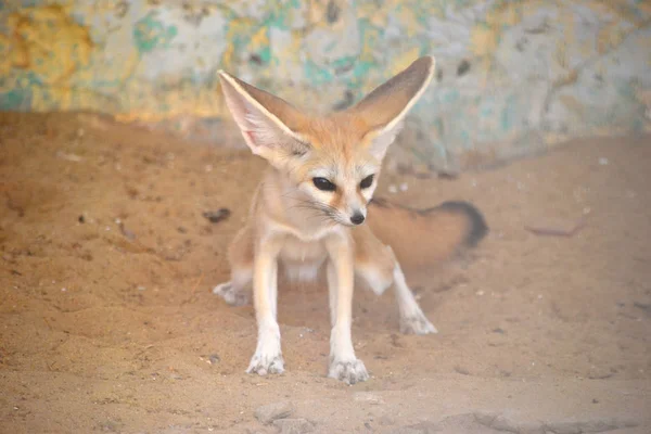 Fenek Fox Tunisko Afrika — Stock fotografie