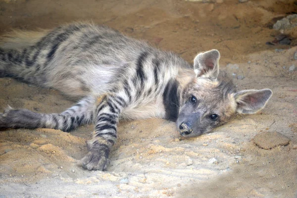 Hyena Tot Een Grond — Stockfoto