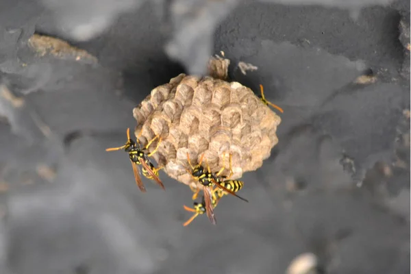 Bees\' nest hangind on a rock
