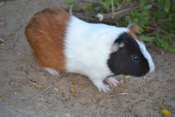 Suíno Guiné Animal Companhia — Fotografia de Stock