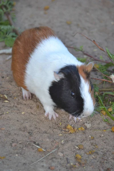 Meerschweinchen Haustier — Stockfoto