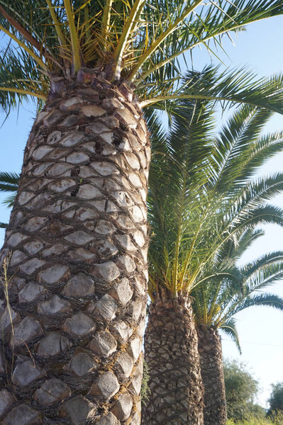 Palm trees, blue sky - holiday concept