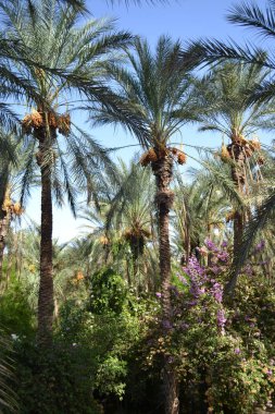 Avuç içi, Tunus, Afrika tarihleri