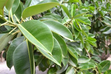 Limon ağacı, Tunus, Afrika.