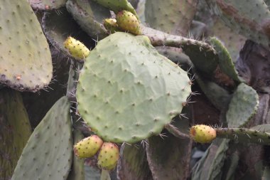 Kaktüs - çöl fıçı vb. gibi konular için büyük.