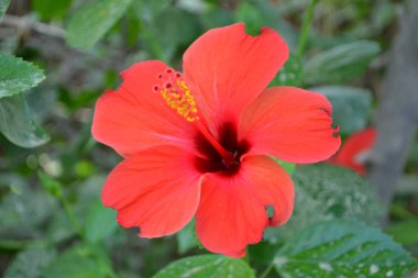 Kırmızı çiçek, ufuk arka plan.