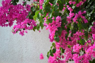 Bahçede pembe çiçekler