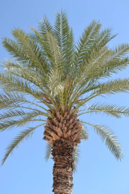 Palmiye ağacı, mavi gökyüzü
