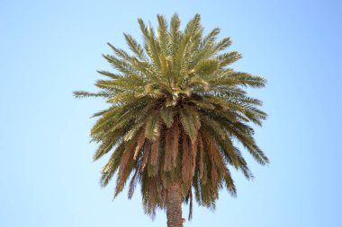 Palmiye ağacı, mavi gökyüzü