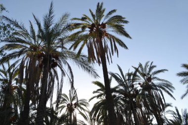 Palmiye ağacı - saç ekimi, gökyüzü