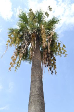 Palmiye ağacı, mavi gökyüzü