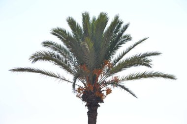 Palmiye ağacı, mavi gökyüzü