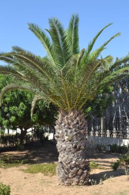 Palmiye ağacı, Tunus, Afrika