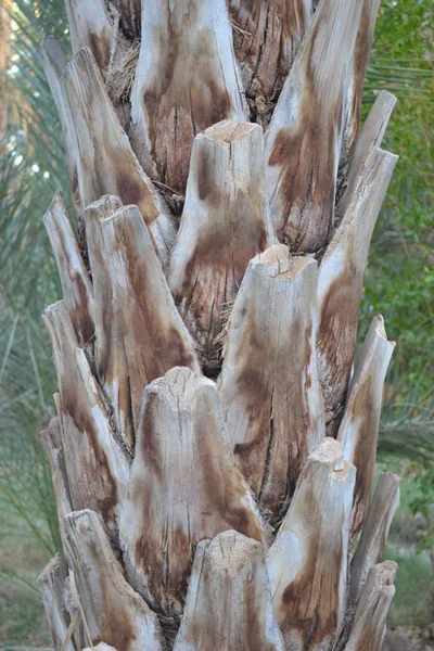 Palm Tree Trädstam — Stockfoto