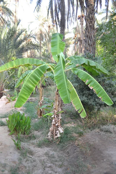 Palm tree - young tree