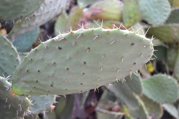 Cactus Idéal Pour Des Sujets Comme Désert Tirant Eau Etc — Photo
