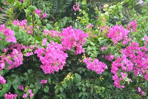 Flores Violetas Jardín — Foto de Stock