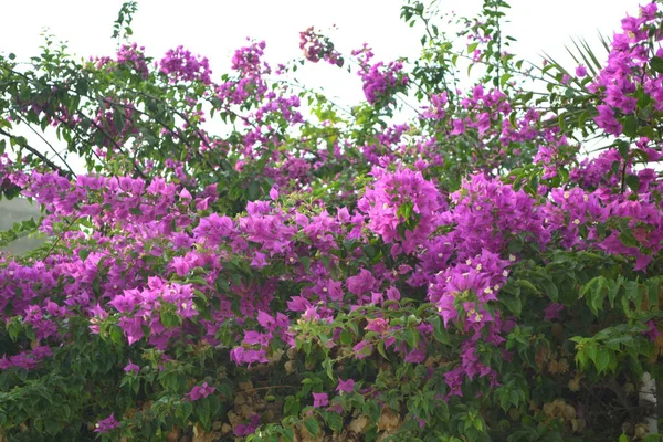 Violet Flowers Garden — Stock Photo, Image
