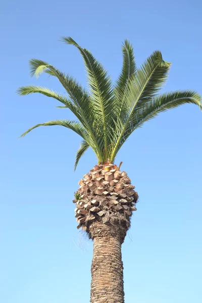 Palmeira Céu Azul — Fotografia de Stock