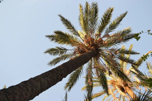 Palm Tree Blå Himmel — Stockfoto