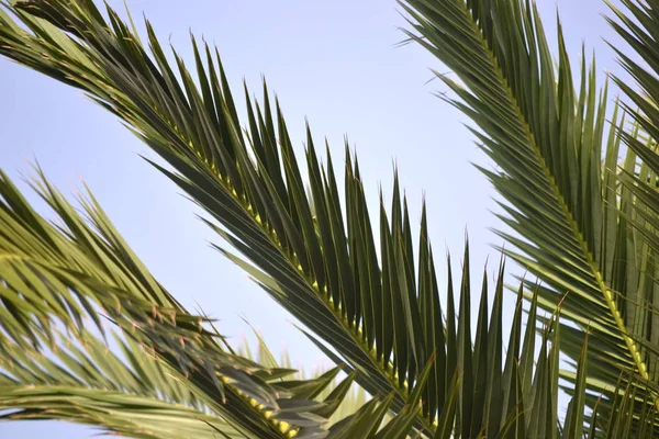 Palm Tree Närbild Fotografi — Stockfoto