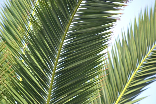 棕榈树 特写镜头 — 图库照片