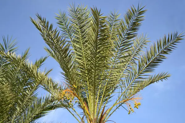 Palma Cielo Blu — Foto Stock