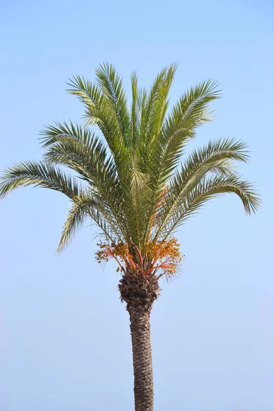 Palmboom Blauwe Lucht — Stockfoto