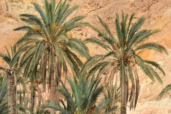 Palm tree, Tunisia, Africa