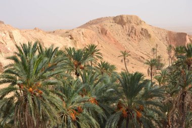 Chebika - Tunus, Afrika çöl alanı