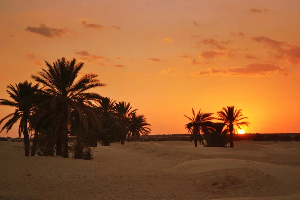 Oásis Deserto Tunísia África — Fotografia de Stock