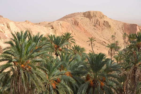 Chebika - Tunus, Afrika çöl alanı