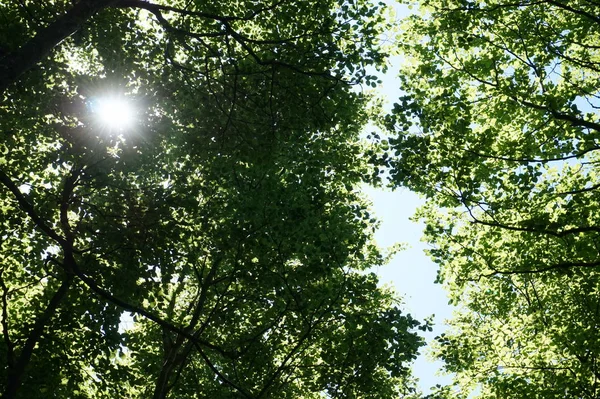 Foresta - vista dal basso — Foto Stock