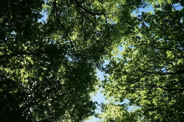 Forest - view from below — Stock Photo, Image