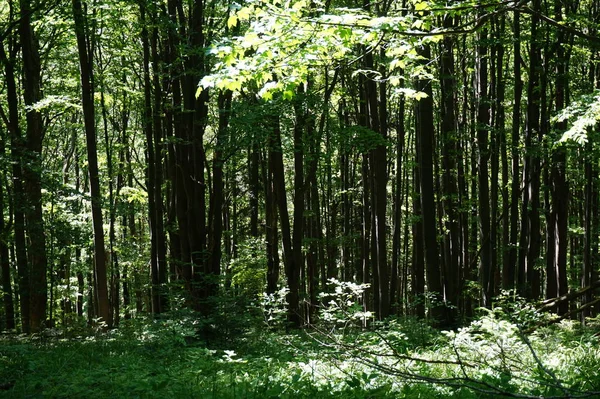 Bos in de zomer — Stockfoto