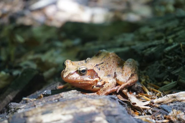 Brown forest frog — Stock Photo, Image